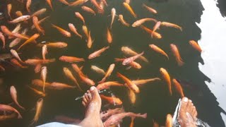 Fish Therapy