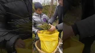 How amazing to grow orchids propagate plant fast and easy #2284