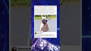 Neighbor Complains Dog Looks Scary   Owner's Response is Hilariously Perfect"