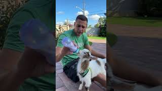 Come feed the DOG now!