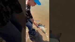 #fishing #trend #fish #usethisaudio #newtrend #carp #bluegill #pleasesubscribe