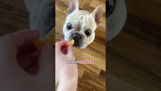 一分钟告诉你狗狗可以吃3类水果！看完记得给狗狗加餐！#新手养狗 #科学养宠攻略 #养狗人 #养狗经验分享