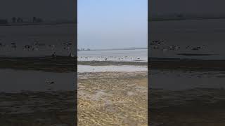 Ducks hunting #indusriver #pakistan #duckshunting