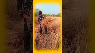 धान लुवाई करलाई हे । cg funny comedy video chhatrapal। #chhatrapal #cgsong #live #comedy #santosh