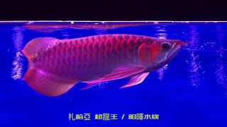 札哈亞 超龍王