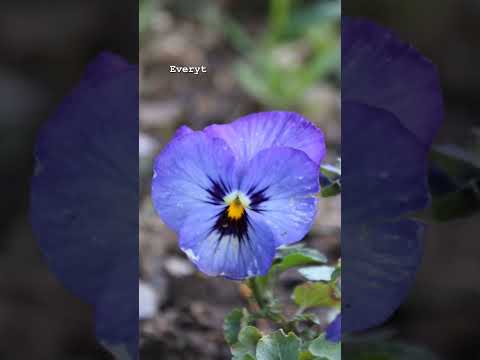 Advice from a Pansy #beautyofcreation #capcut #fineartphotography #macrophotography