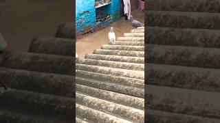 KABUTAR LOVER 🕊️#kabutar #pigeon #pigeons #birds #kabootar #pigeonpose #pigeonlove #kabutarbazi