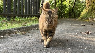 A stray cat runs to me on a short run, notices the camera, and is fearfully pampered.