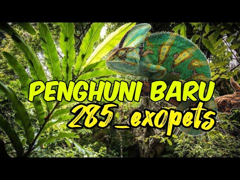 "VEILED CHAMELEON" Penghuni baru 285_exopets "VEILED CGAMELEON" Penghuni baru 285_exopets