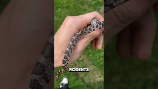 #ohio #snake #herping #colubrid #reptiles #kingsnake #wildlife #milksnake
