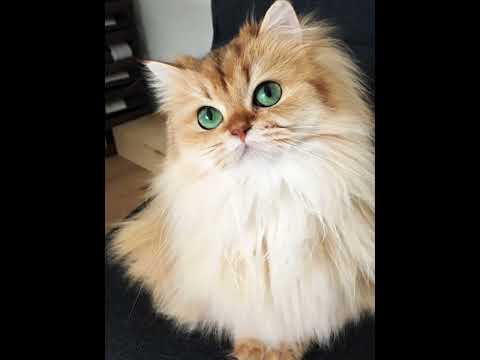 the most beautiful cats in the world #cats #cute #cutecat #shorts