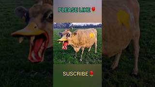 #shorts #aishorts #aivideo #goru #guru #hamba #kuddus #cow #funny