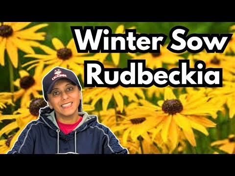 Winter Sow Rudbeckia | Black Eyed Susan Plant Profile & Grow From Seed || Budget Gardening