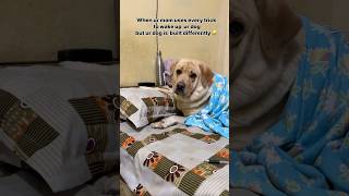 Besos 😂 || labra rubi || #shorts #youtubeshorts #labrador #dog #funny #memes #viralshort #trending