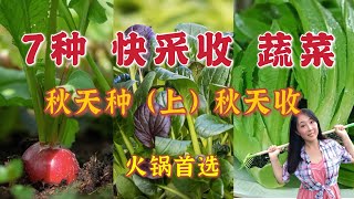 【种植31】秋季种菜三部曲：（一）最快采收的7种蔬菜：秋种秋收 | The 7 most quick growing vegetables in Autumn