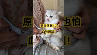 最后猫咪也怕血脉压制！剪指甲可真费劲呀…#cat #cutecat #funny #healing #shorts