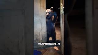 為什麼在西藏要遠離藏馬熊＃可愛小熊＃cute ＃可愛動物＃可愛到爆炸＃動物趣事＃bear #animals #科普 ＃野生動物＃危險動物