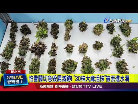 怕警關切急毀屍滅跡！ 「30株大麻活株」被丟進水溝