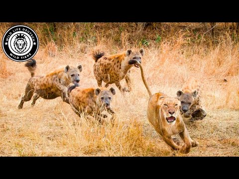 Queen of the Prairie: Battle of the Lionesses #Wildlife | Wild Life German