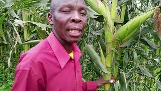 THE NEW TECHNOLOGY IN MAIZE PLANTING