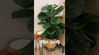 Amazon Faux Plants #homedecor #amazonbestsellers #amzonfinds #amazonaffiliatelink