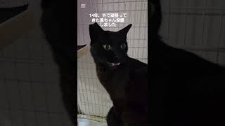 Protecting local cats, black cats #Protecting stray cats #Rescue #Abandoned cats