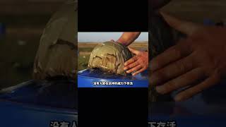 152MM榴彈炮的威力有多大？爆炸范圍內有幾率存活嗎？ #科學實驗 #科學試驗 #格蘭特 #亞當 #傑米