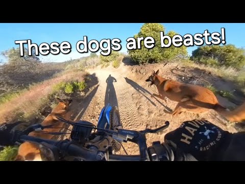 Running two Belgian Malinois with a Talaria Sting R on Insta360 X3!