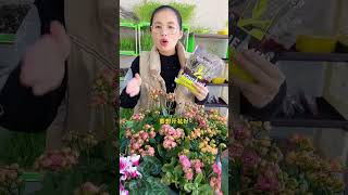 骨粉，是高磷高鈣的有機肥，肥效溫和持久，不燒苗，爆花高產，是養花種菜的好幫手