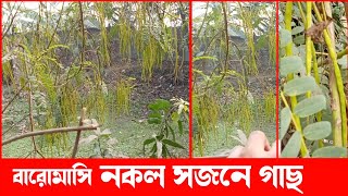 বারো মাসি নকল সজনে গাছ || বারো মাসি সজিনা