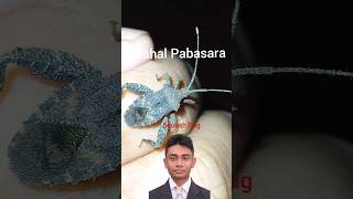 Squash  Bug##