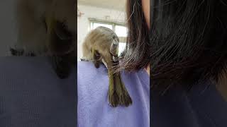 白頭翁 給屁屁伸懶腰 （野鳥救援 injured bird