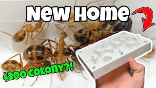 I Spent $200 on Ants… You Won’t Believe What Happened