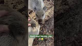 The Sweetest Pigs 🐖 #farmfriends #pigs #cute #farm #animals #pets #funny #sisters #family