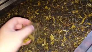 How to Dehydrate Tea by IKE Food Dehydrator