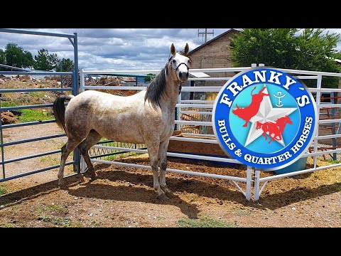 Franky´s Quarter Horses
