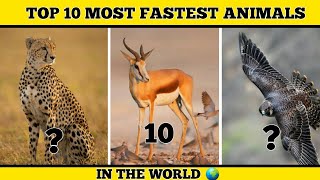 Top 10 Most Fastest Animals In The World | #shorts #animals #fastest #top10shorts | Top10Shorts