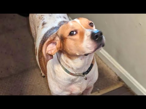 Laugh Till You Cry With These Funny Animal Videos! 😂🐱Laugh at These HILARIOUS Animal Videos!