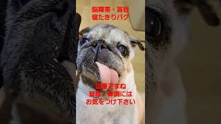 猛暑ですね、お気をつけ下さい #認知症犬 ##shorts