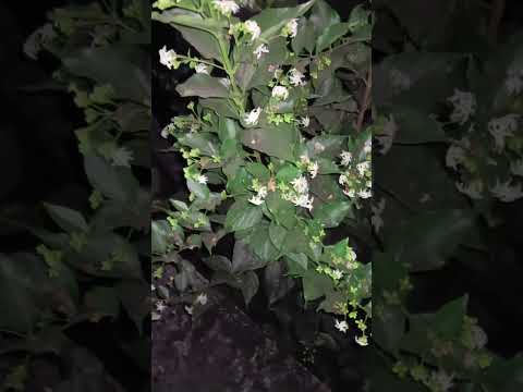हरसिंगार का पौधा | harsingar plant | #harsingar #harsingarplant