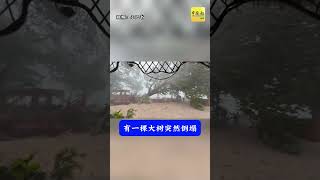 动新闻｜台风“韦帕”一来  大树一倒  她牺牲了…