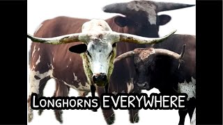 Re-sorting the entire LONGHORN herd, LIVE