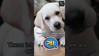 🐶Lab Puppies: The Ultimate Cuteness!