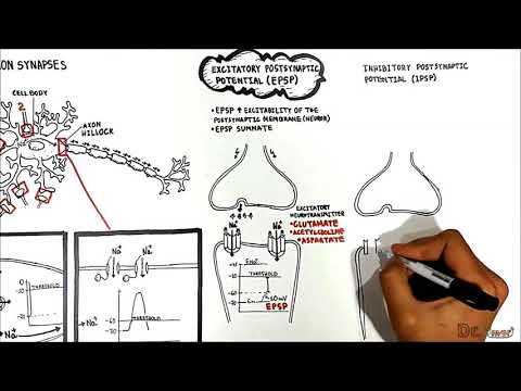 Neuron Neuron Synapses (EPSP vs. IPSP)