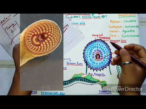 Petromyzon Or Lamprey// Morphology