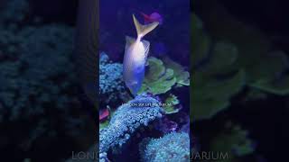 London sea life - aquarium #sealifelondon #sealife