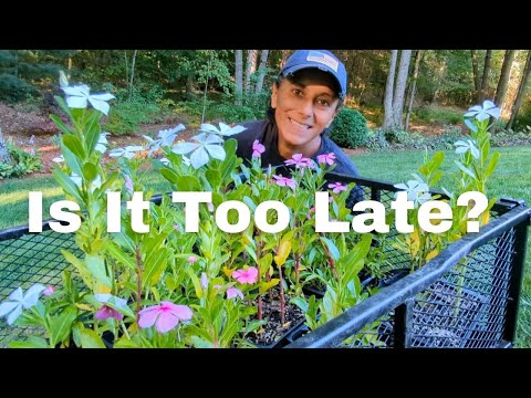 Why I Like To Reset Flower Beds 🌺🌼