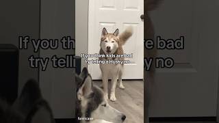 Dramatic husky, #Funny Dog #shorts #dog  #petvideos#amazingpets #funny#funnypets#animals