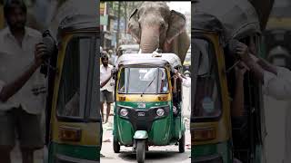 “Caught on Camera: Elephant FLIPS Tuk Tuk! 📸💥” #youtubeshorts
