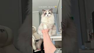 The inner conflict of a noodle that wants to eat kkakka lol #cat #catevlog #catbutler #catvideo #...